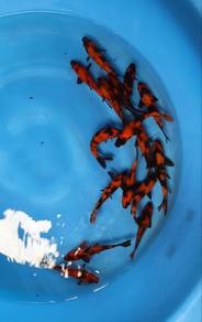 Japanese koi