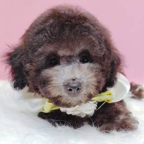 Tiny Toy Poodle