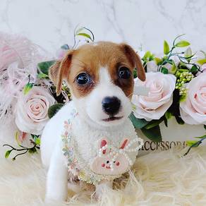 Jack Russell
