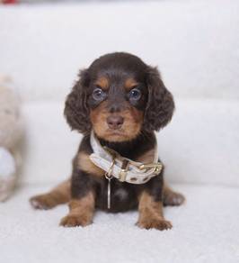 MINIATURE DACHSHUND Puppies D178 PREMIUM Quality