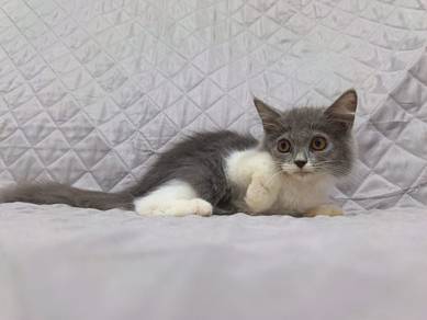 Kitten Comel 