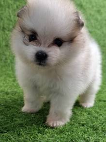 Premium Quality Tiny Pomeranian F