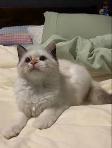 Ragdoll mix