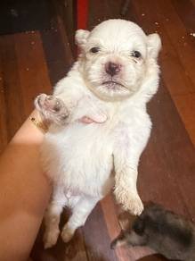 Maltese breed