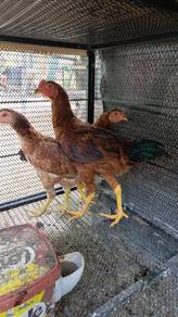 Ayam kacuk baka