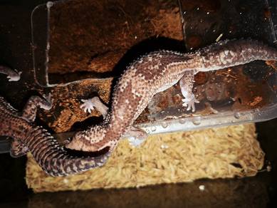 aft gecko