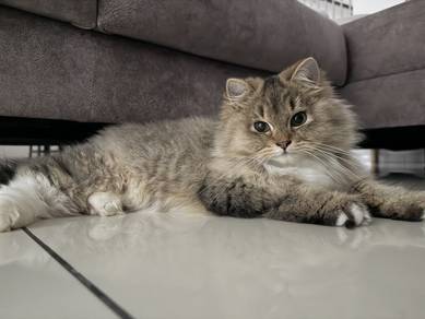 British Longhair (BLH)