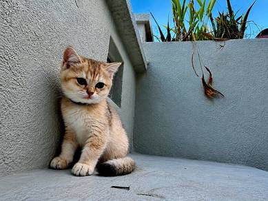 Golden BSH Male (baka import)