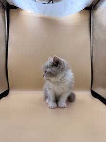 Bsh Lilac Kitten