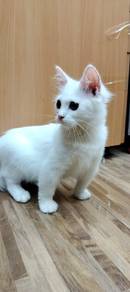 angora