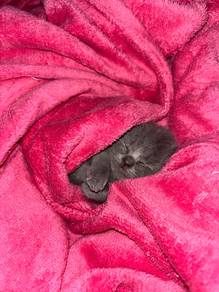 munchkin(rug hugger)