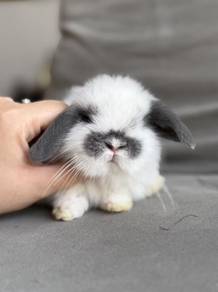 hl rabbit 