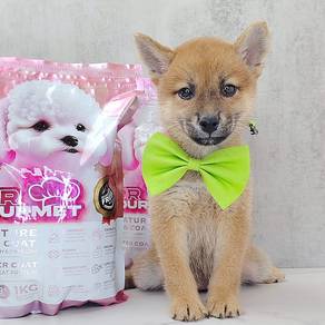 Shiba