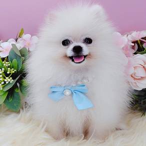 Pomeranian