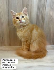 Persian Mix