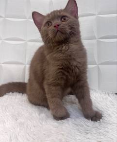 BSH Cinnamon