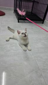 colorpoint BSH FEMALE 