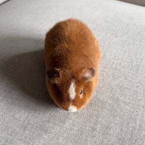 Teddy bear guinea pig tikus belanda