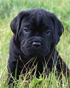GGTY669 Cane Corso mastiff #MKA reg