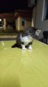 parsian kitten
