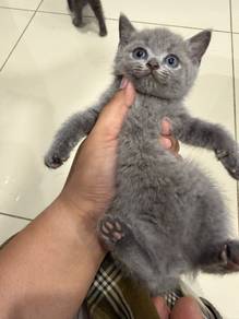 BSH Kitten
