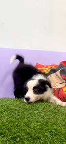 Border collie MKA CERTIFICATE MICROCHIP