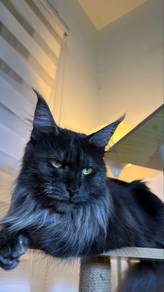 Maine Coon