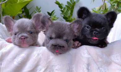 FRENCH BULLDOG PUPPIES 28🌻Premium Quality ~Fluffy