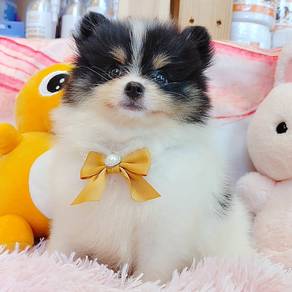 Pomeranian