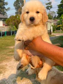 Golden retriever 