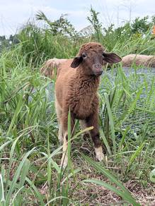 Kambing untuk dijual 
