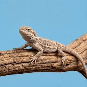Bearded Dragon