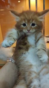 Cute Maine Coon Kittens Available