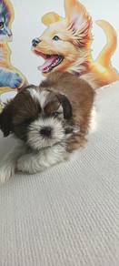 Shihtzu 