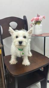 西高地男 west highland terrier male
Westie
Male
