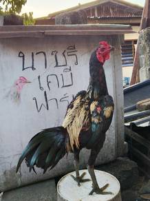 ayam pama jalan
