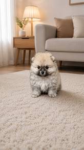 Pomeranian Sable Male Puppy