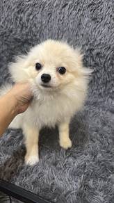 Pomeranian FemaleF-387Dob : 02-04-26