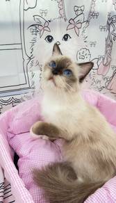 Seal Point Ragdoll