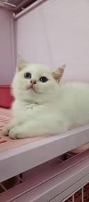 non standard Munchkin