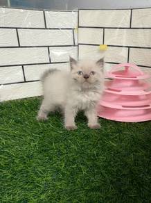 BLH Color point  kitten