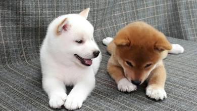 Shiba inu cream mka microchip