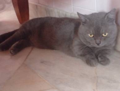 bsh munchkin male