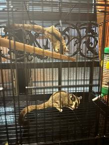 sugar glider