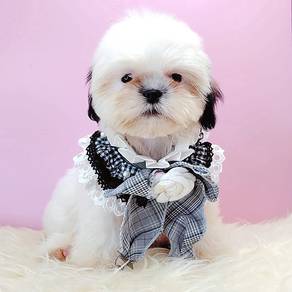 Shih Tzu
