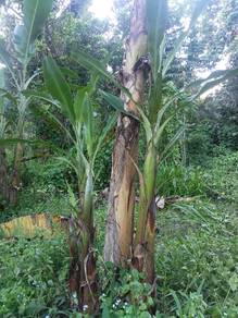 Anak Pisang Nangka