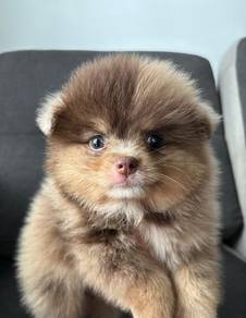 P3000 cute Pomeranian Choco Merle Tan puppy