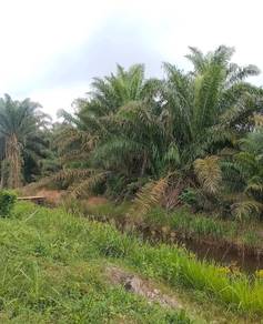 Agricultural Land in Kluang, JHR