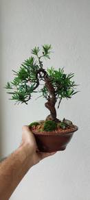 Bonsai Lon Han Song small leaf