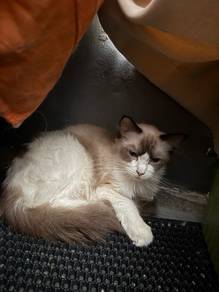 ragdoll female